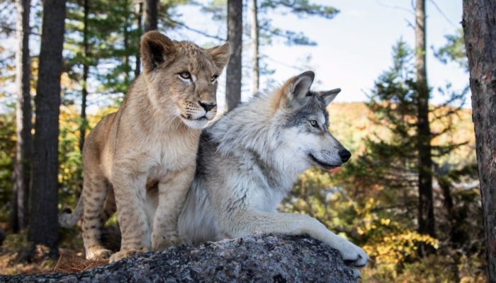 Le Loup et le Lion
